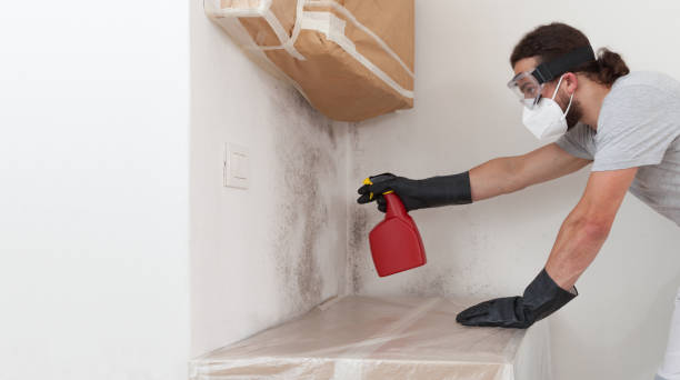 Professional Black Mold Remediation technician working in Circle Pines, MN