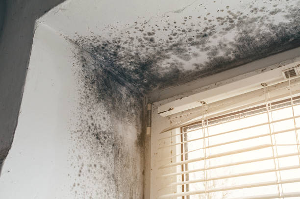 Affordable Black Mold Remediation solutions in Circle Pines, MN